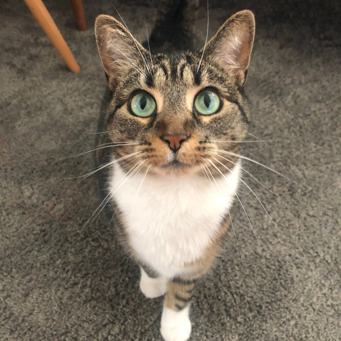 Rachel's Catastic Care