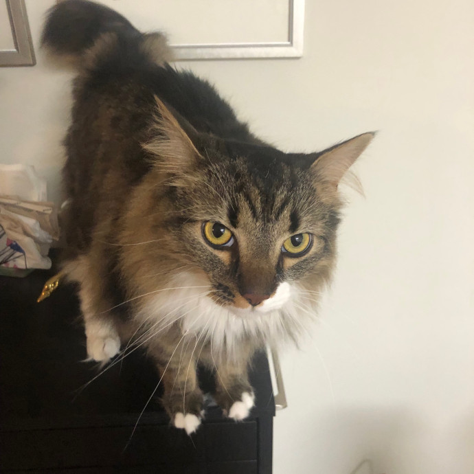 Rachel's Catastic Care