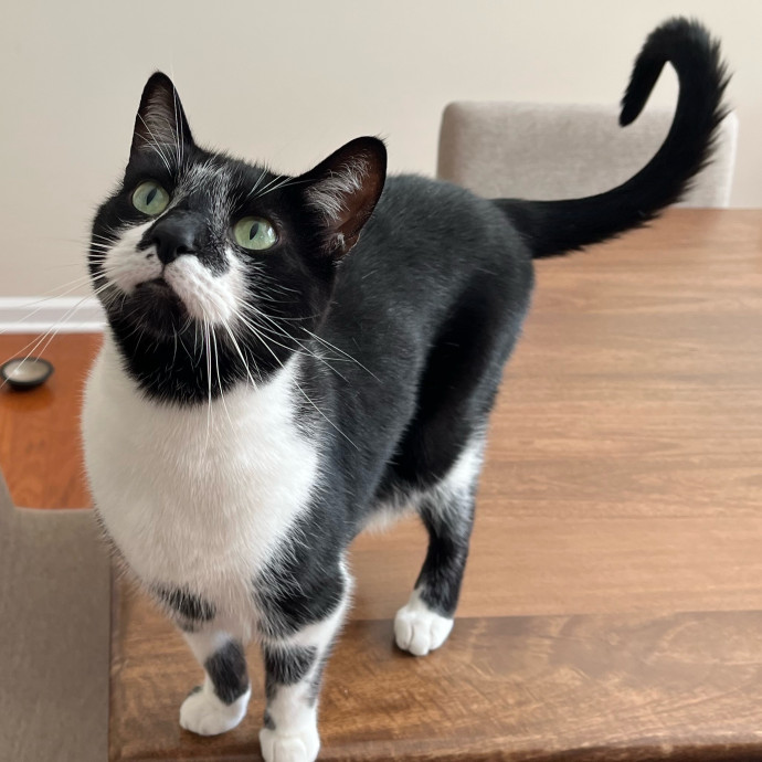 Rachel's Catastic Care