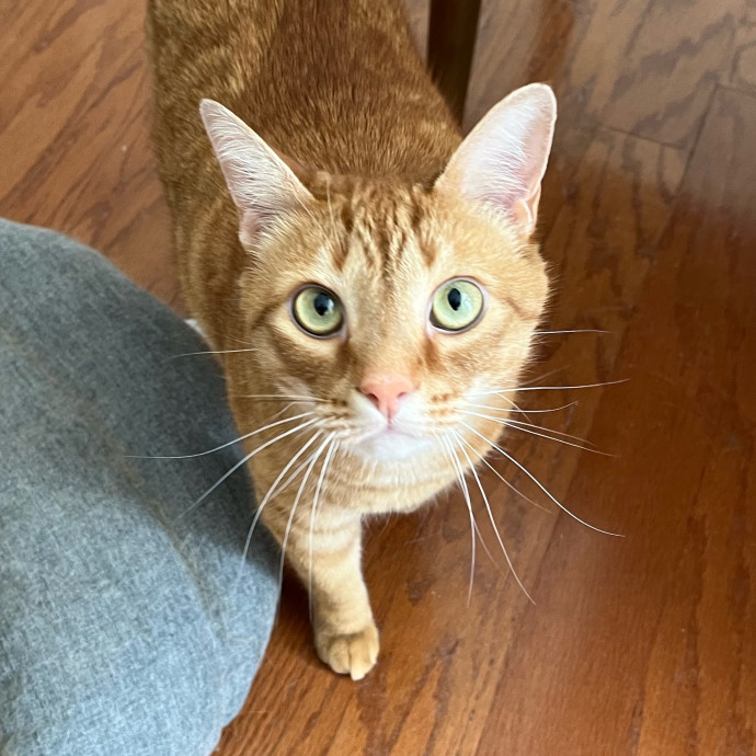 Rachel's Catastic Care photo 3