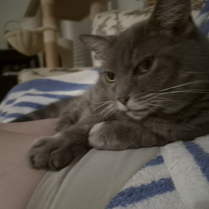 Feline Wisdom Heart-Led Cat Care