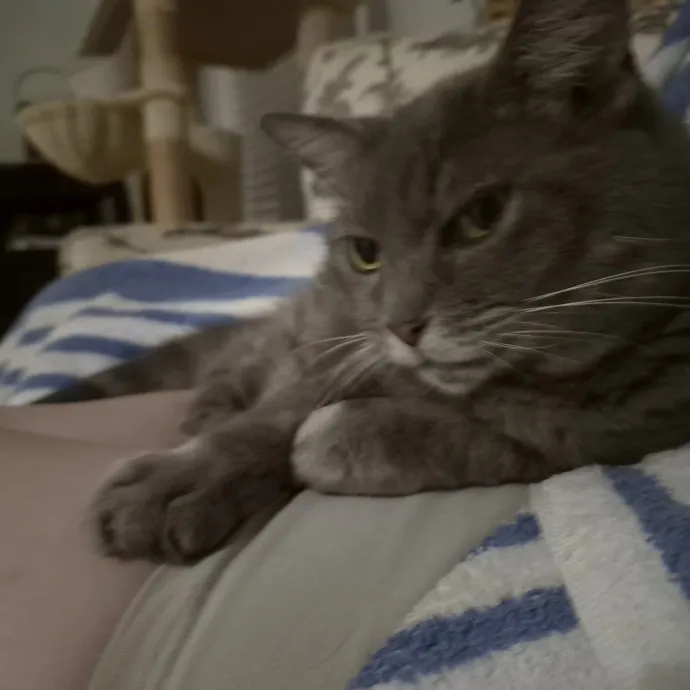 Feline Wisdom Heart-Led Cat Care