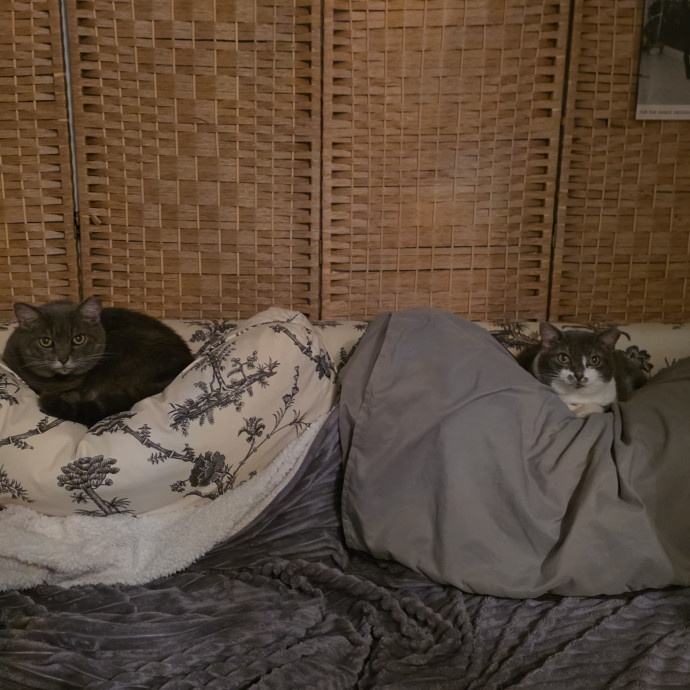 Feline Wisdom Heart-Led Cat Care