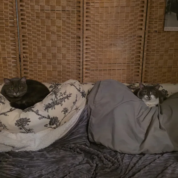 Feline Wisdom Heart-Led Cat Care