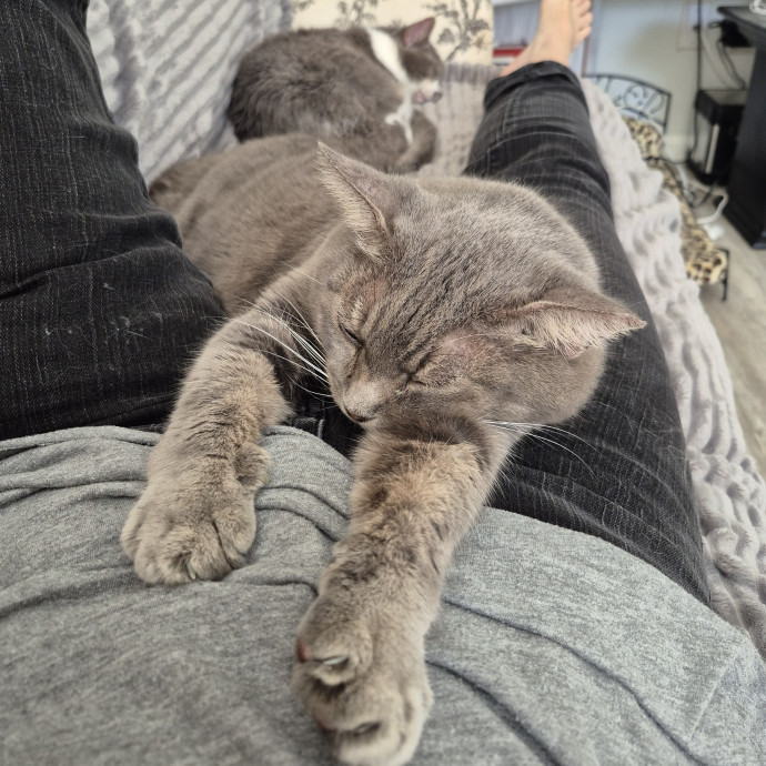Feline Wisdom Heart-Led Cat Care