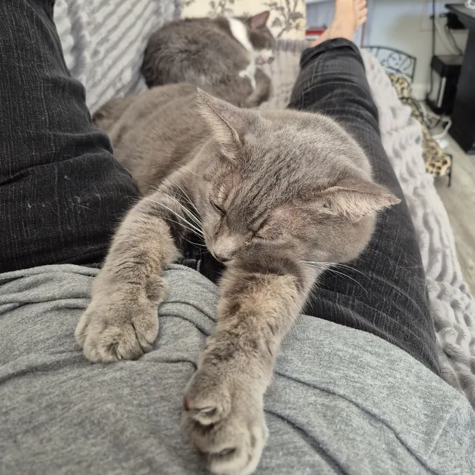 Feline Wisdom Heart-Led Cat Care