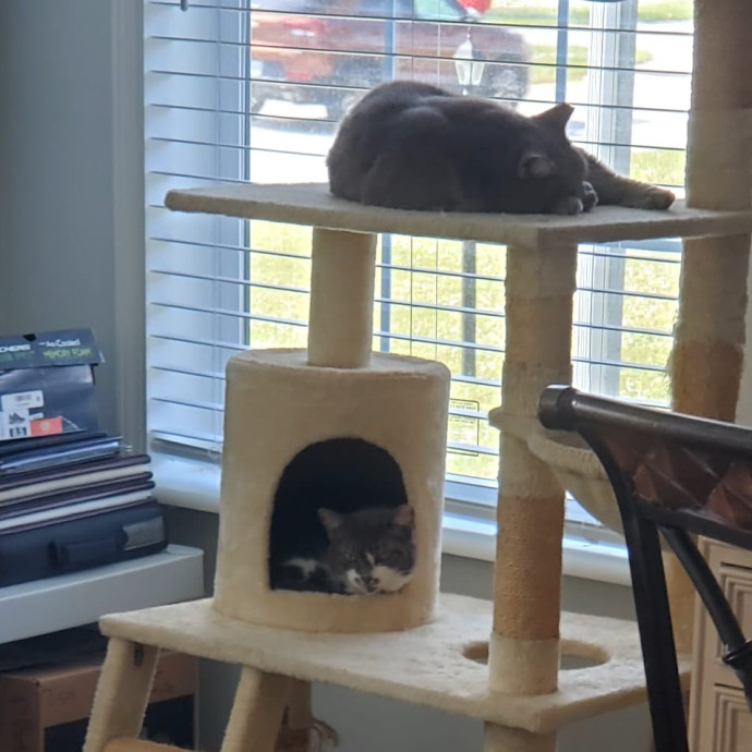 Feline Wisdom Heart-Led Cat Care