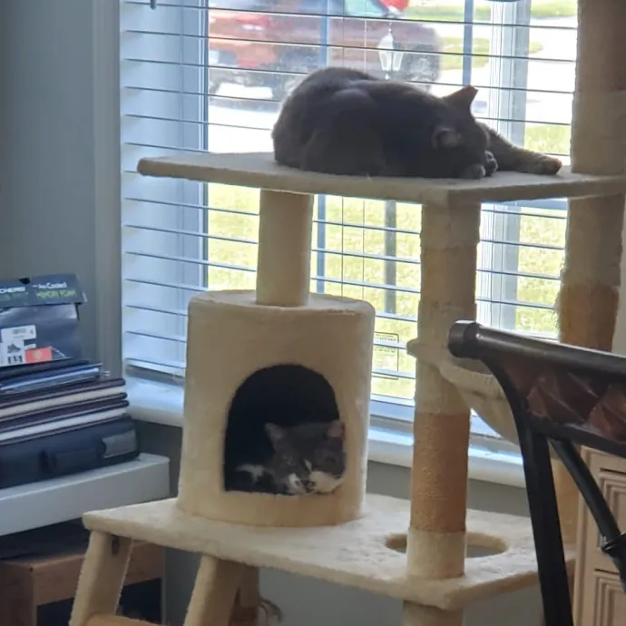 Feline Wisdom Heart-Led Cat Care