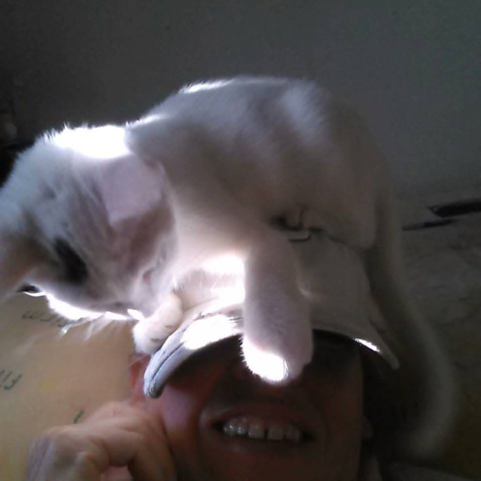 Feline Wisdom Heart-Led Cat Care