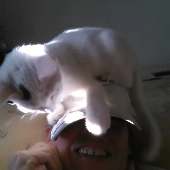 Feline Wisdom Heart-Led Cat Care