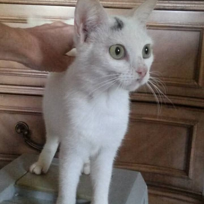 Feline Wisdom Heart-Led Cat Care