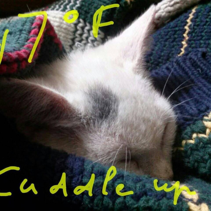 Feline Wisdom Heart-Led Cat Care