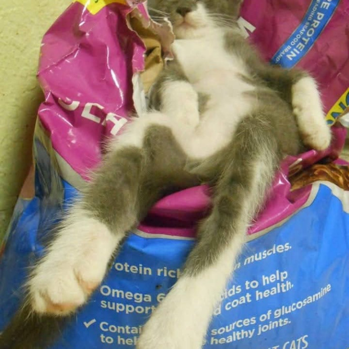 Feline Wisdom Heart-Led Cat Care