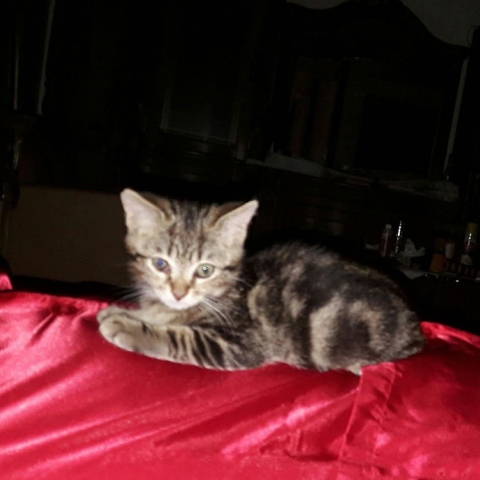 Feline Wisdom Heart-Led Cat Care