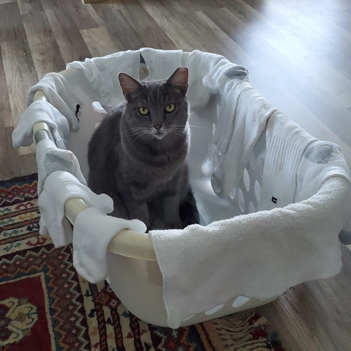 Feline Wisdom Heart-Led Cat Care photo 3