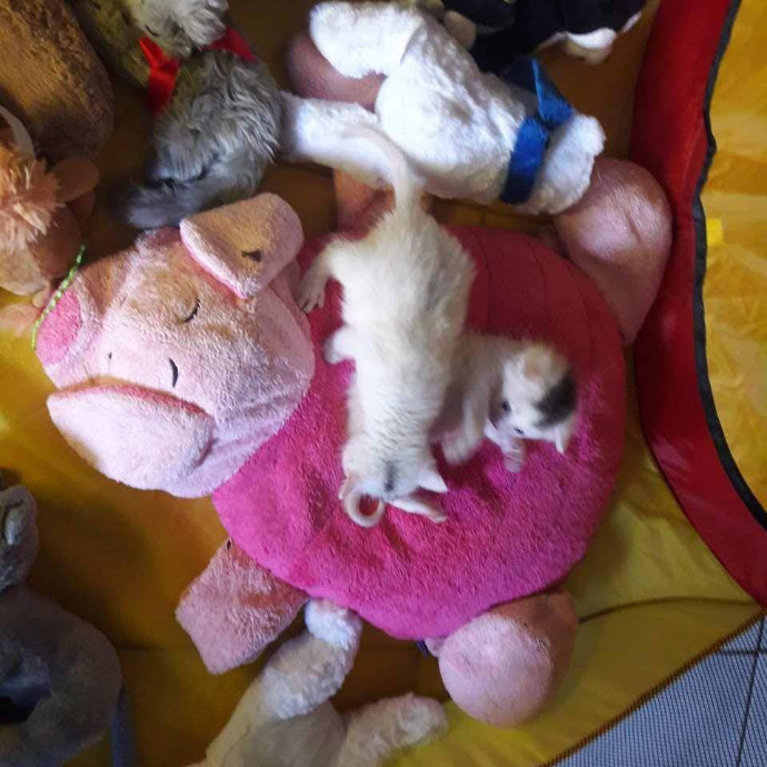 Feline Wisdom Heart-Led Cat Care photo 2
