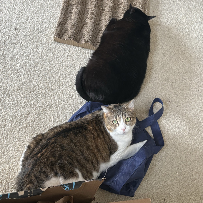 Reliable Reston Cat Lover
