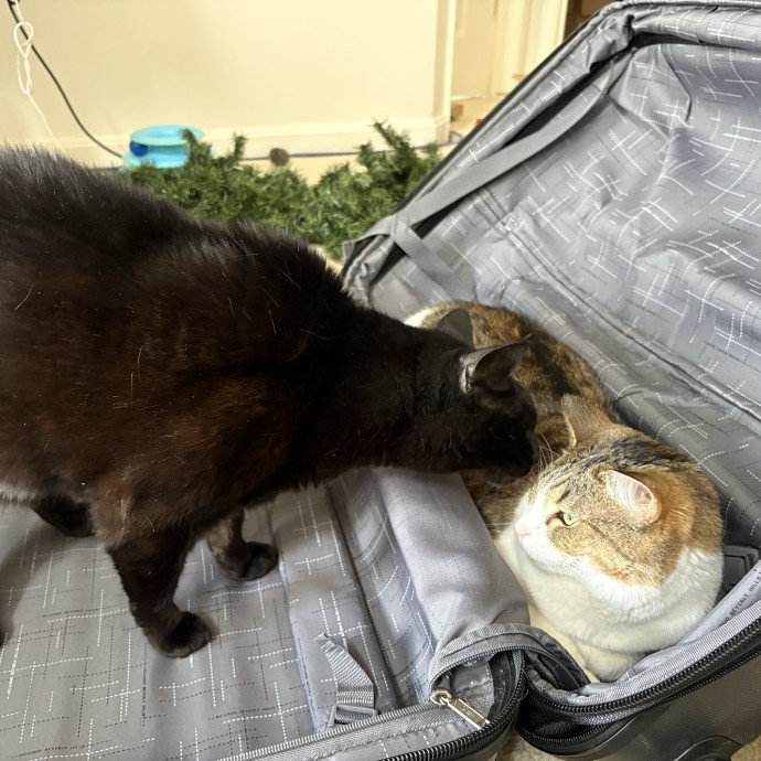 Reliable Reston Cat Lover