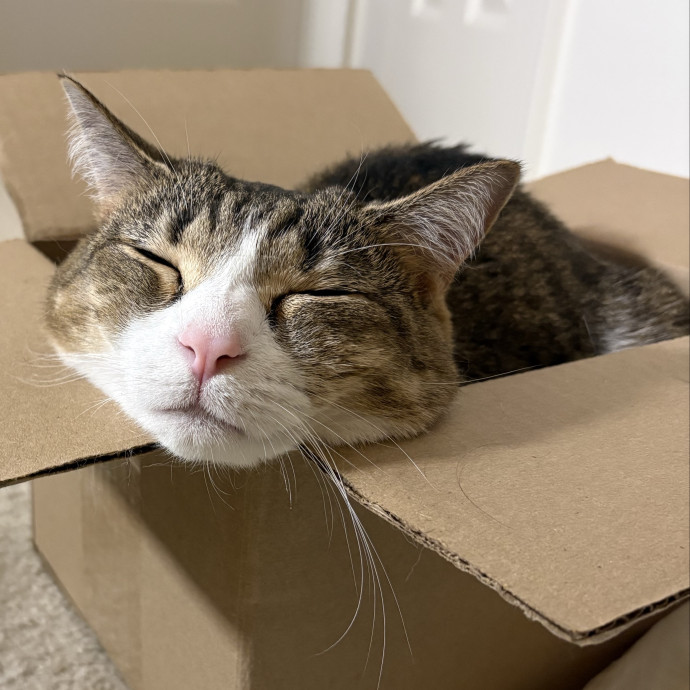 Reliable Reston Cat Lover photo 3