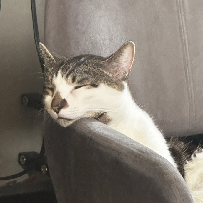 Purr-Sonal Assistant To Your Cat photo 3