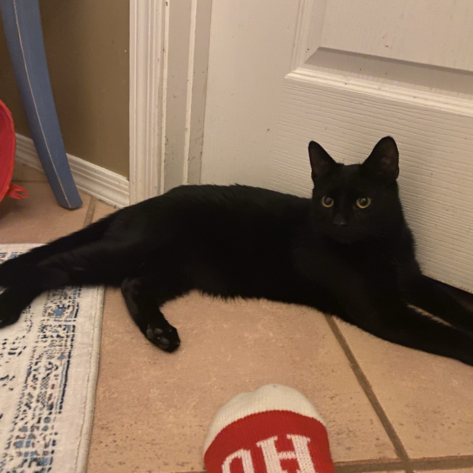 Experienced And Enthusiastic Cat Care