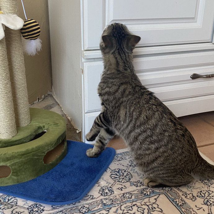 Experienced And Enthusiastic Cat Care