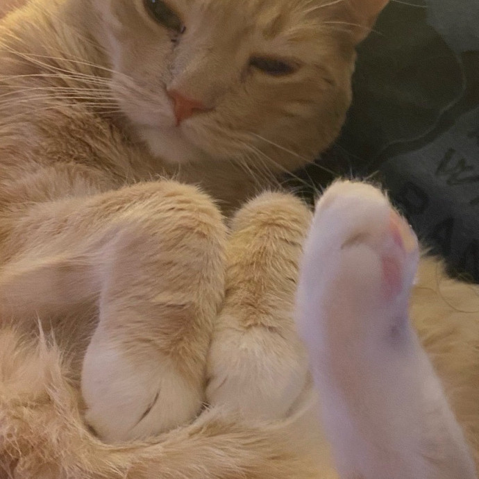 Experienced And Enthusiastic Cat Care