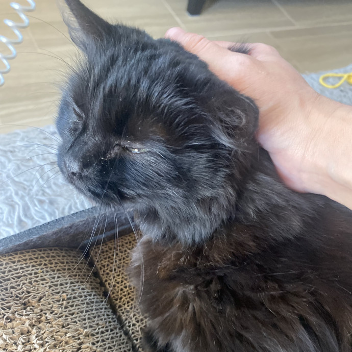 Experienced And Enthusiastic Cat Care