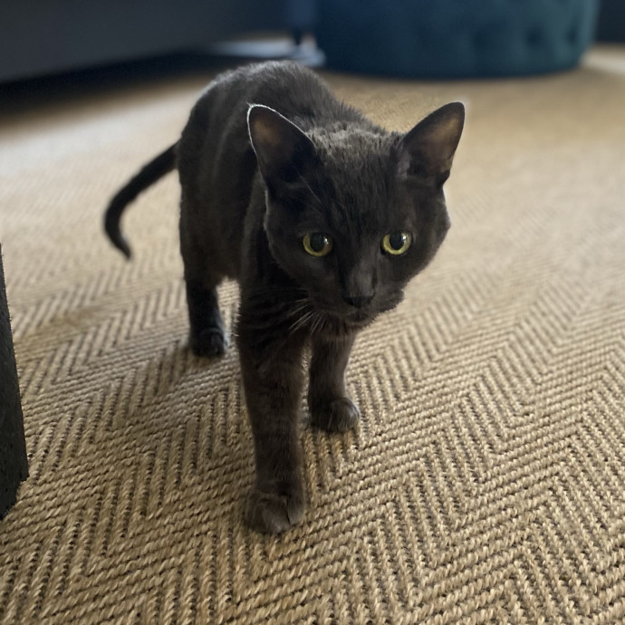 Experienced And Enthusiastic Cat Care