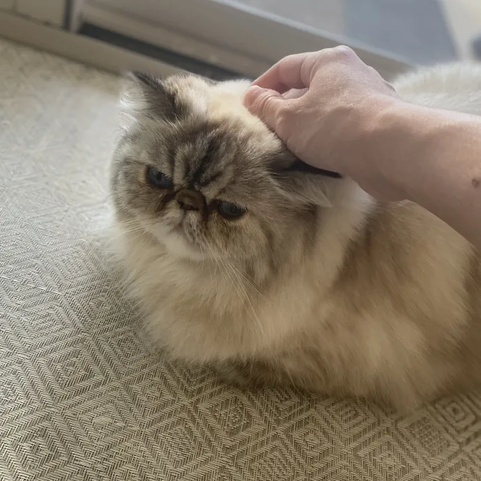 Experienced And Enthusiastic Cat Care