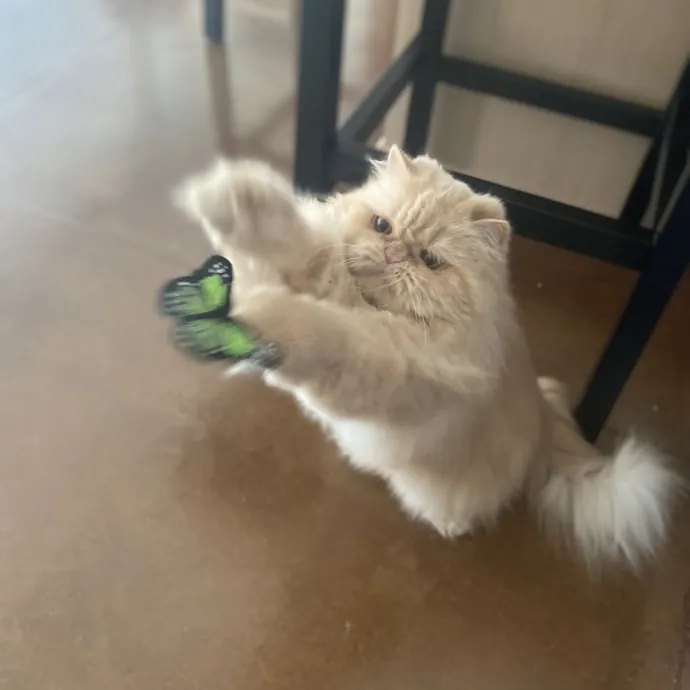 Experienced And Enthusiastic Cat Care