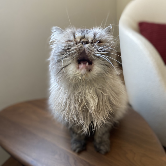 Experienced And Enthusiastic Cat Care
