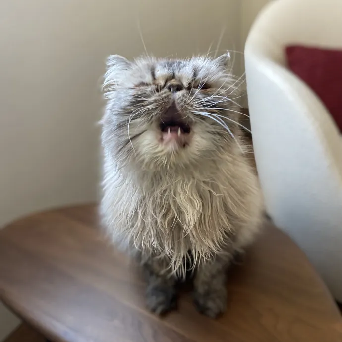 Experienced And Enthusiastic Cat Care