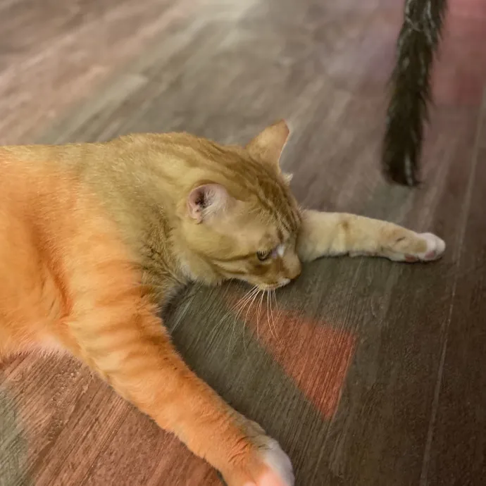 Experienced And Enthusiastic Cat Care