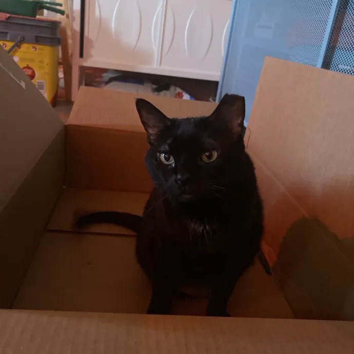 Experienced And Enthusiastic Cat Care