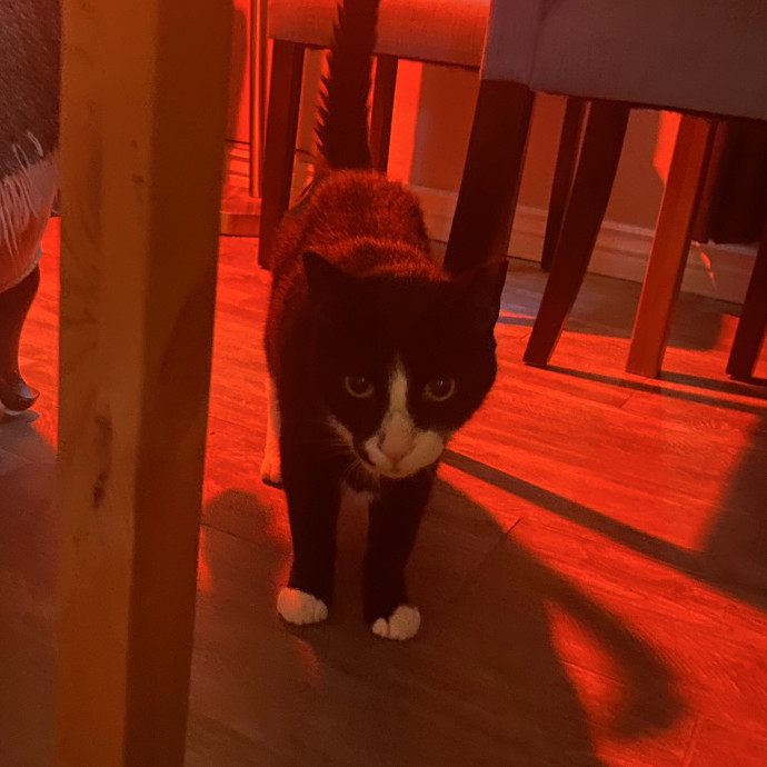 Experienced And Enthusiastic Cat Care