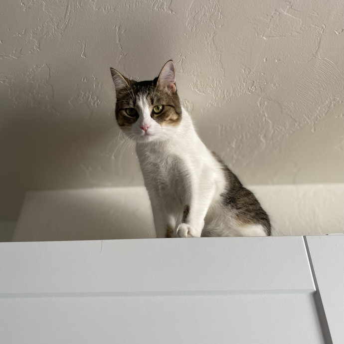Experienced And Enthusiastic Cat Care