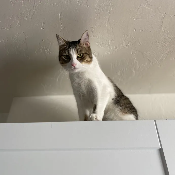 Lily K.