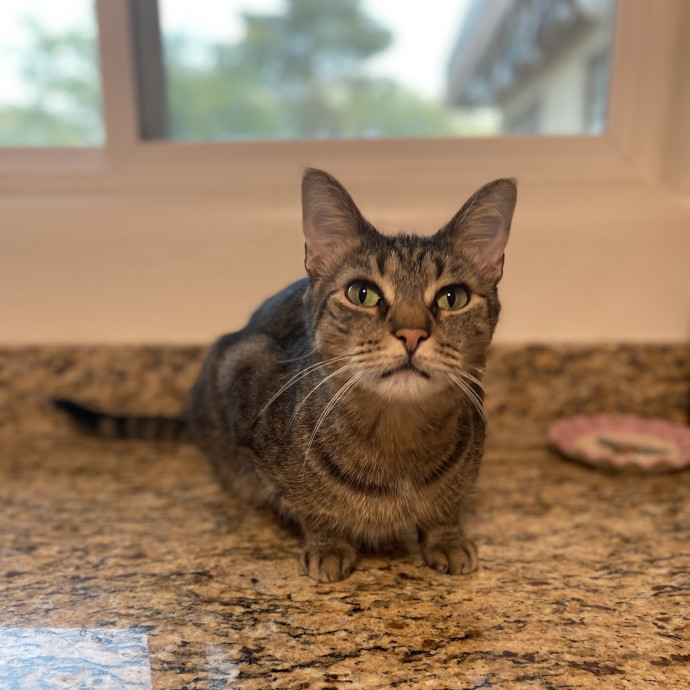 Experienced And Enthusiastic Cat Care