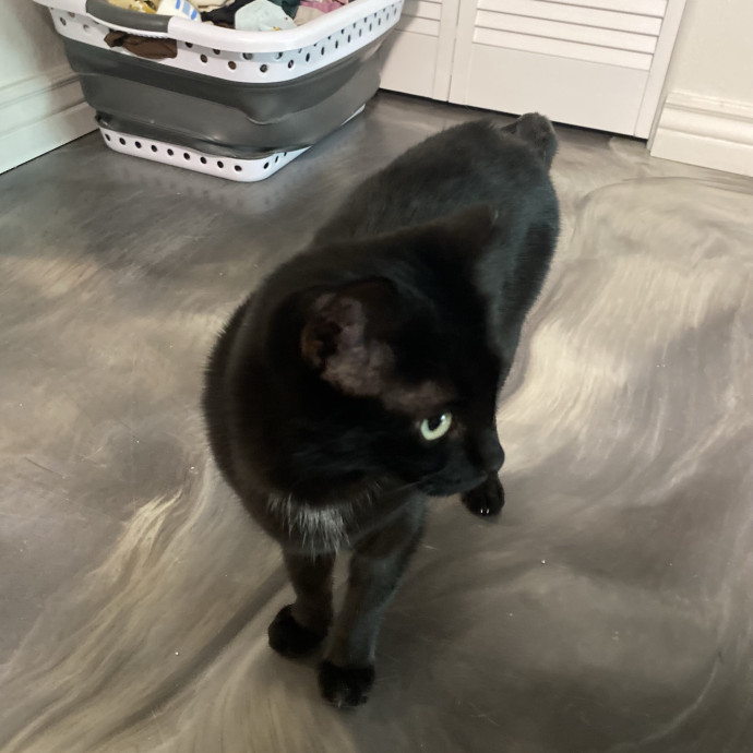 Experienced And Enthusiastic Cat Care