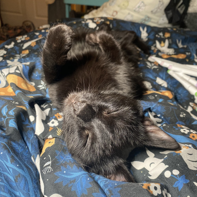 Experienced And Enthusiastic Cat Care photo 3