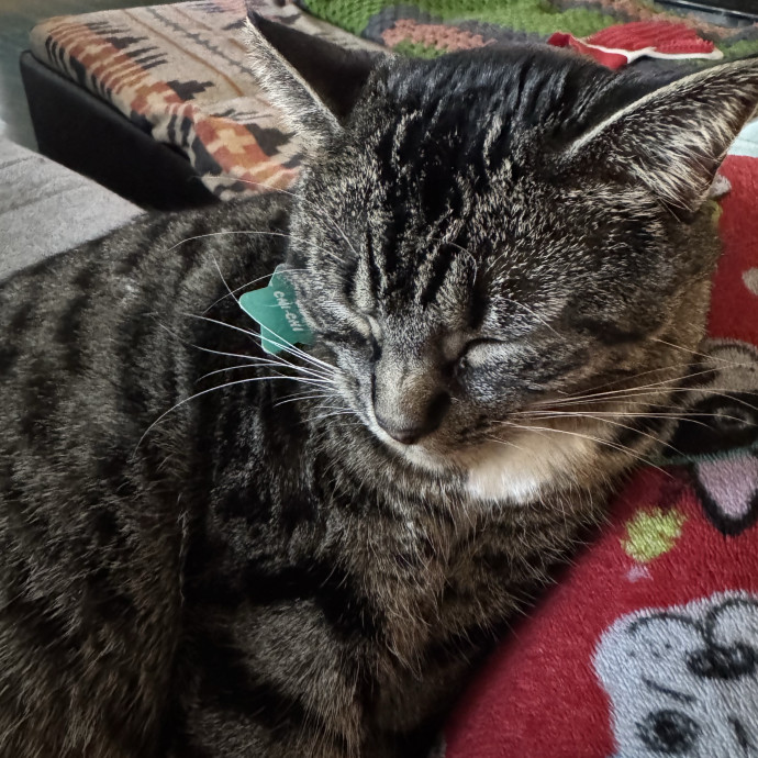 Your Cat's Favorite Sitter