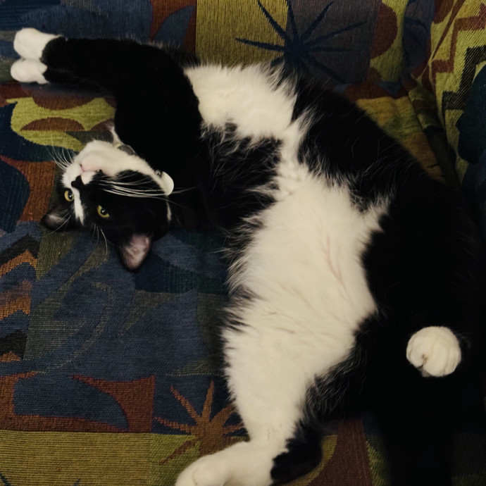 Your Cat's Favorite Sitter photo 3