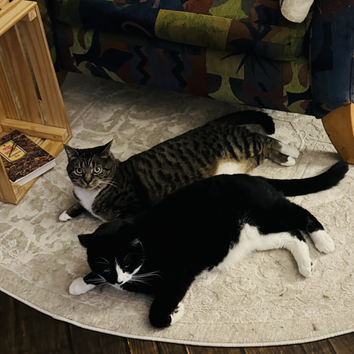 Your Cat's Favorite Sitter photo 2