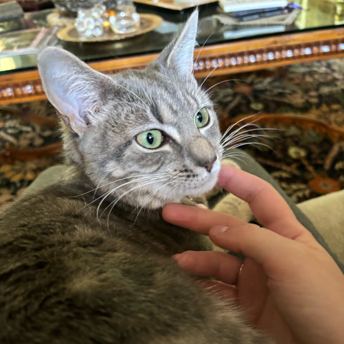Taylor's Catcare