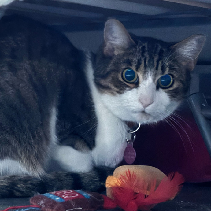 Taylor's Catcare