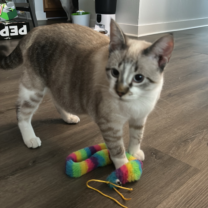 Taylor's Catcare