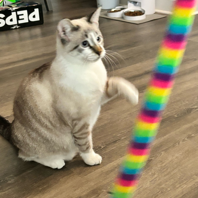 Taylor's Catcare