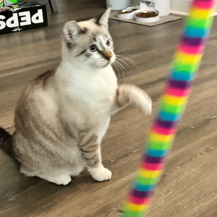 Taylor's Catcare