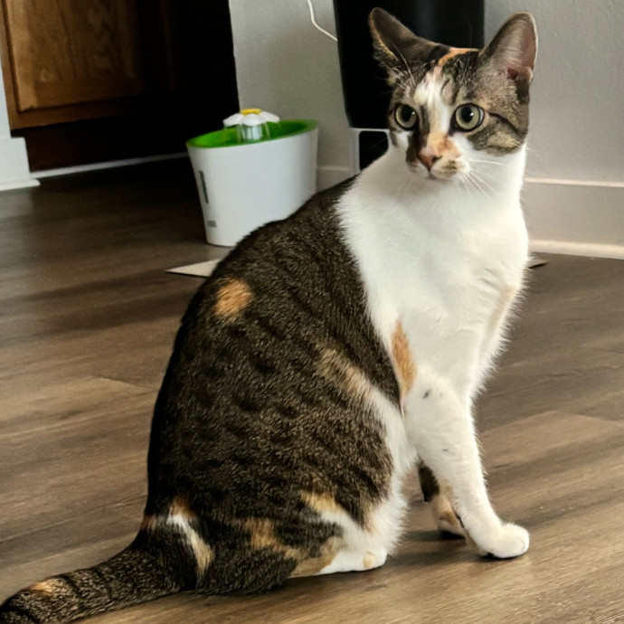 Taylor's Catcare